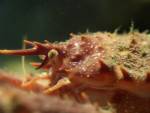 Geisterkrabbe
