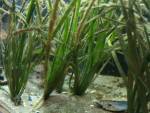 Seegras im Aqaurium