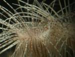 Anemone